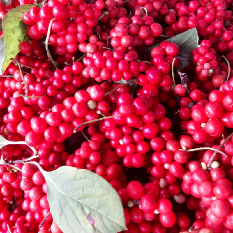 오미자 먹는 사람들,오미자 먹는 사람들 - 양구 오미자청 1.5L 오미자원액
