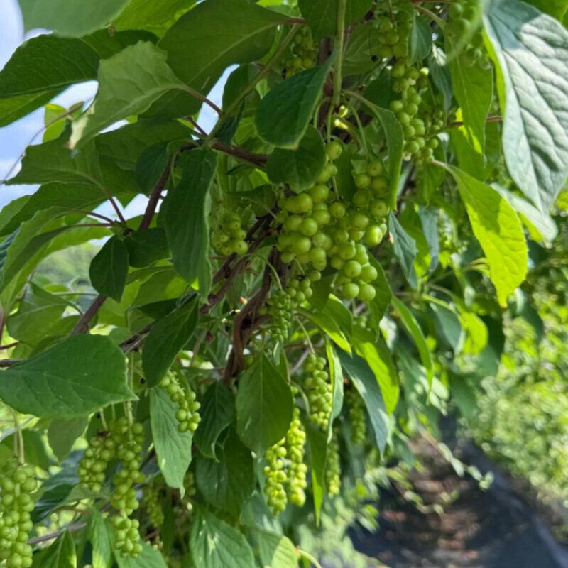 오미자 먹는 사람들,오미자 먹는 사람들 - 양구 오미자청 선물세트 500ml x 3병